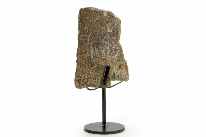 Fossil Sauropod Vertebra Section with Metal Stand - Colorado #363655